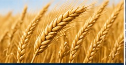 Wheat and agricultural commodities
